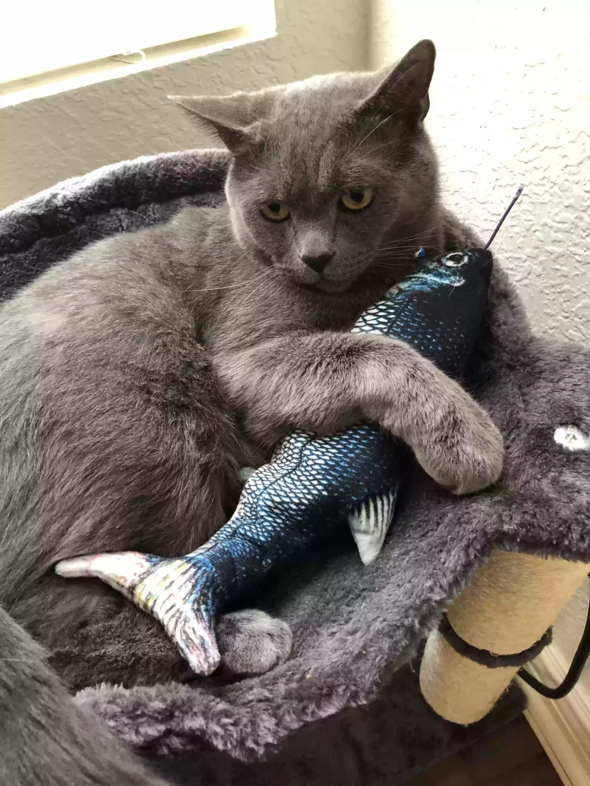 Lost cat in West Covina, CA, 91791