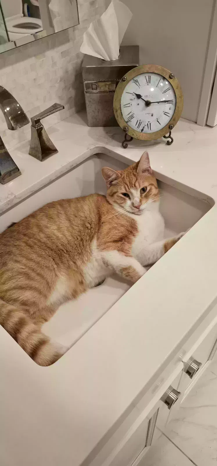 Lost cat in Thousand Oaks, CA, 91360