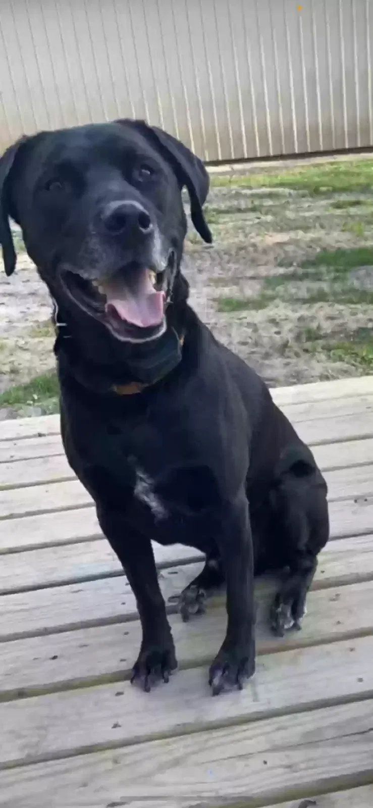 Lost dog in Cedar, MN, 55011