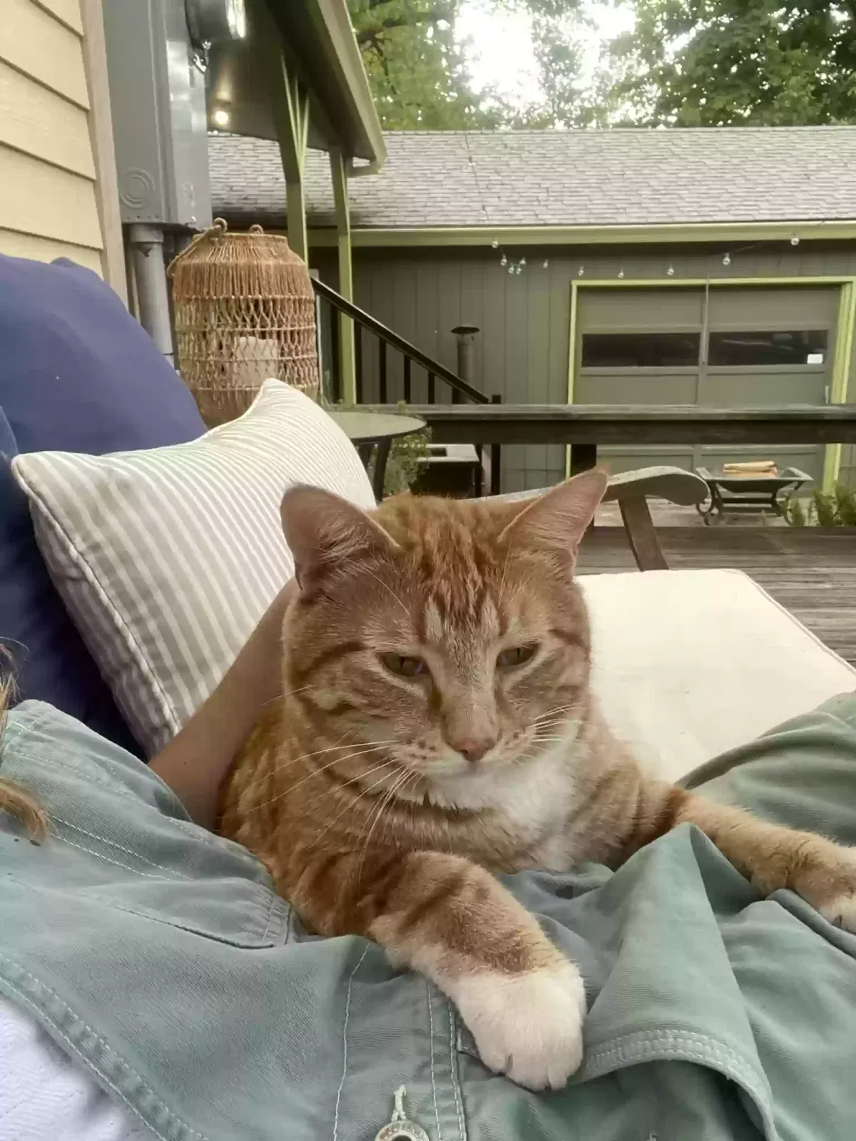 Lost cat in West Linn, OR, 97068
