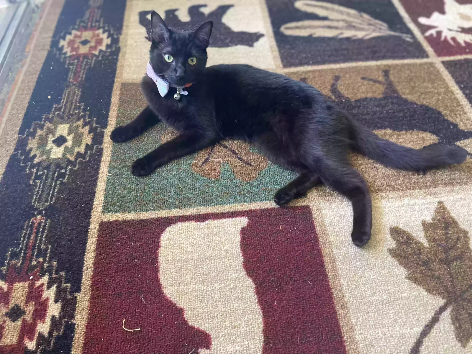 Lost cat in New Castle, DE, 19720