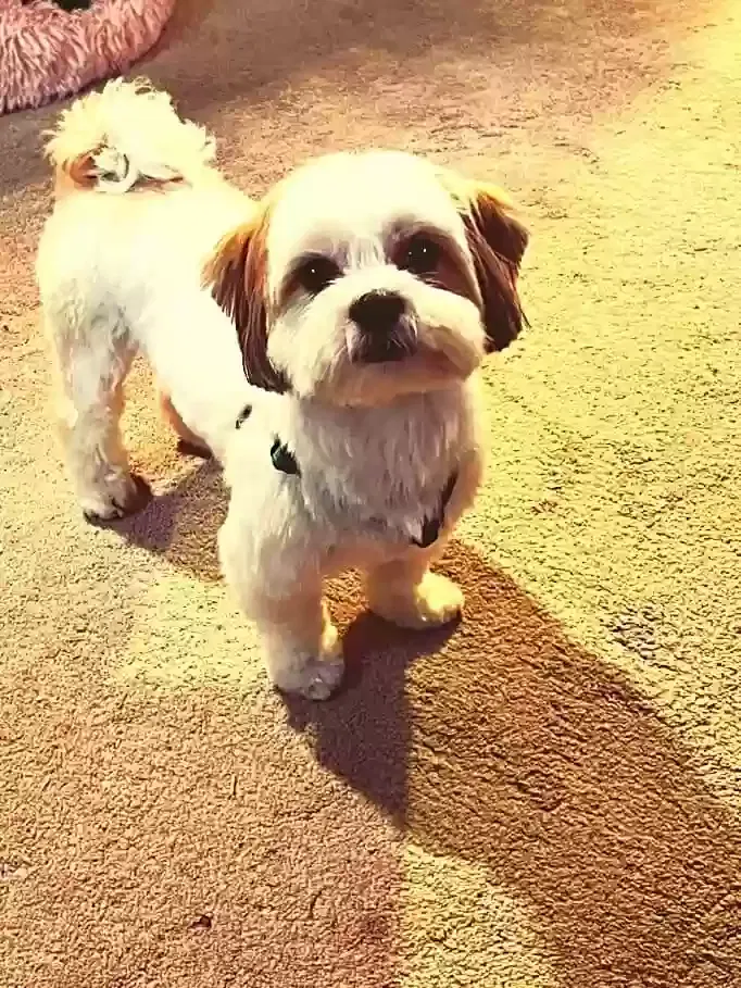 Lost dog in Buda, TX, 78610