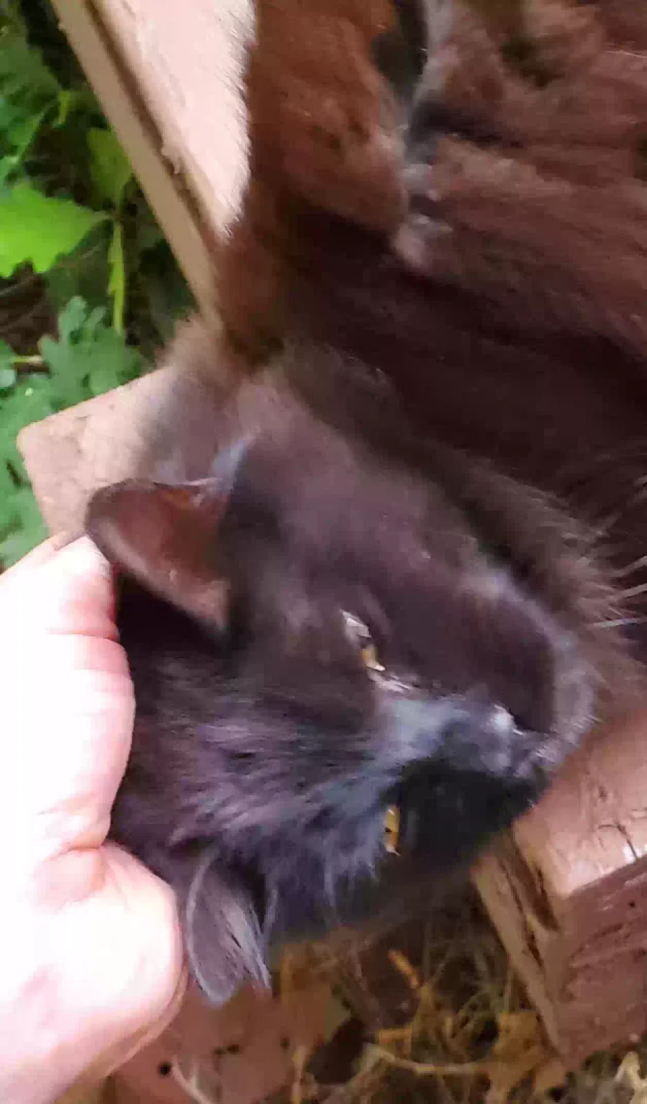 Found cat in Kaysville, UT, 84037