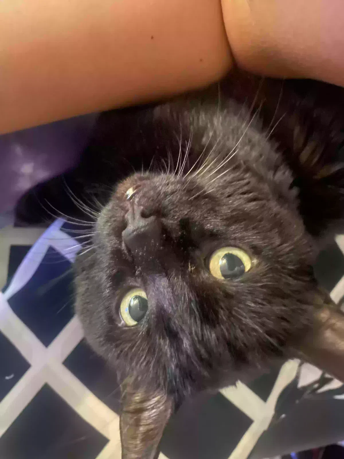 Lost cat in Los Angeles, CA, 90026