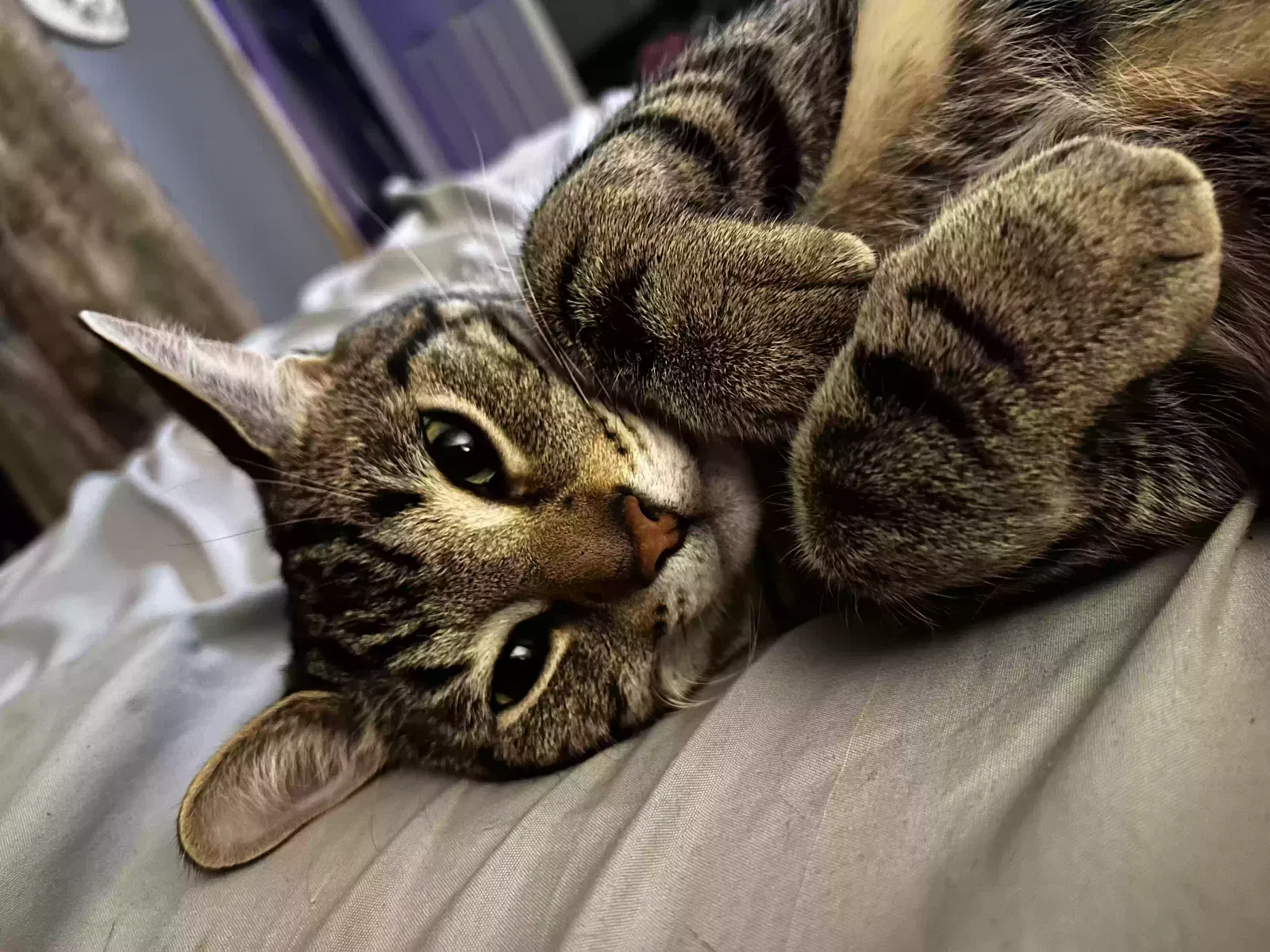 Lost cat in Smiths Creek, MI, 48074