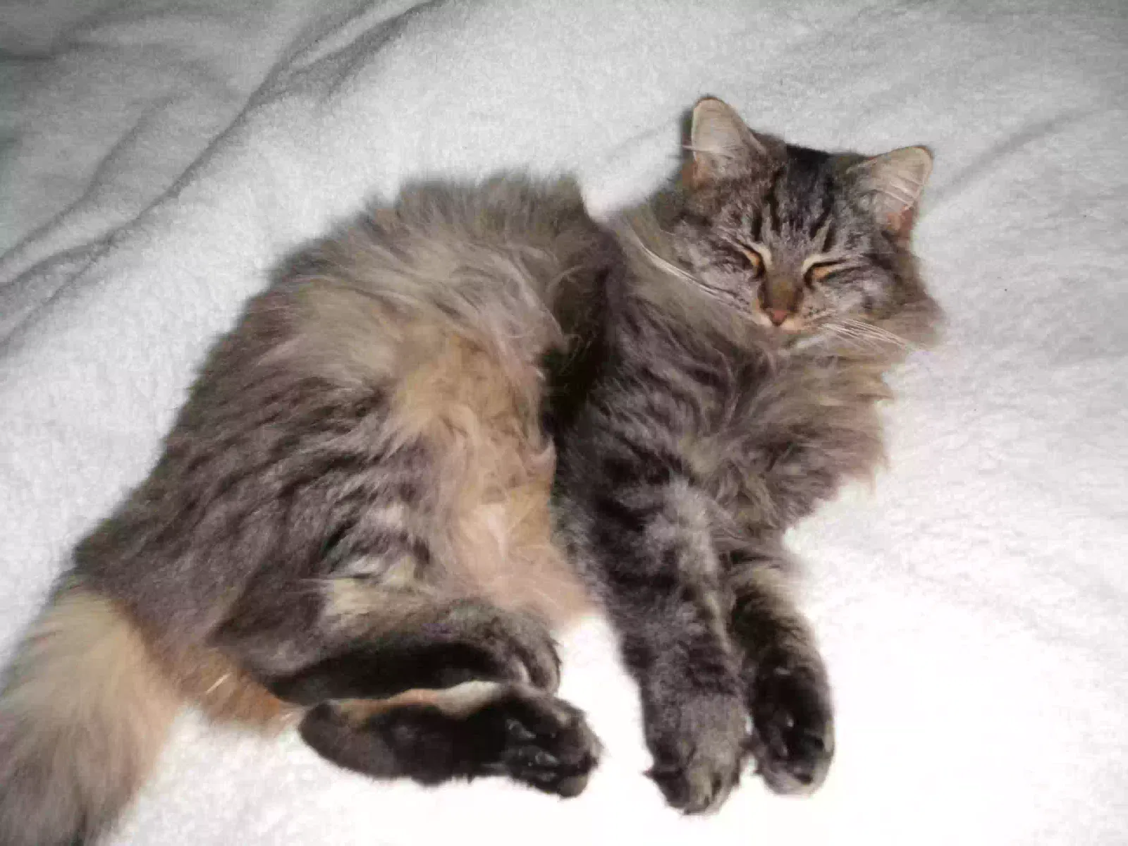 Lost cat in Portland, OR, 97202