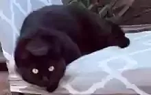 Lost cat in Phoenix, AZ, 85040