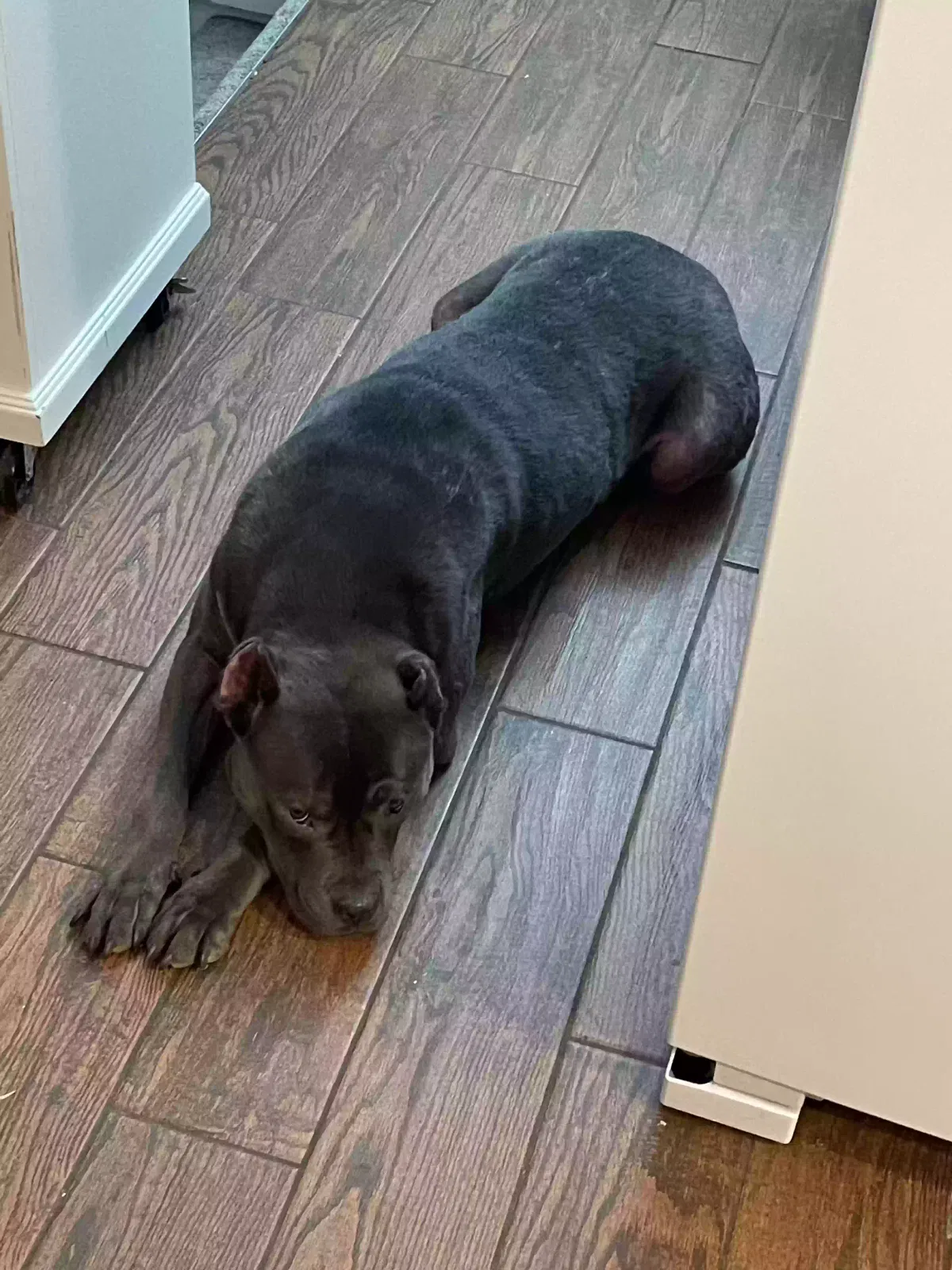 Found dog in Stone Mountain, GA, 30083