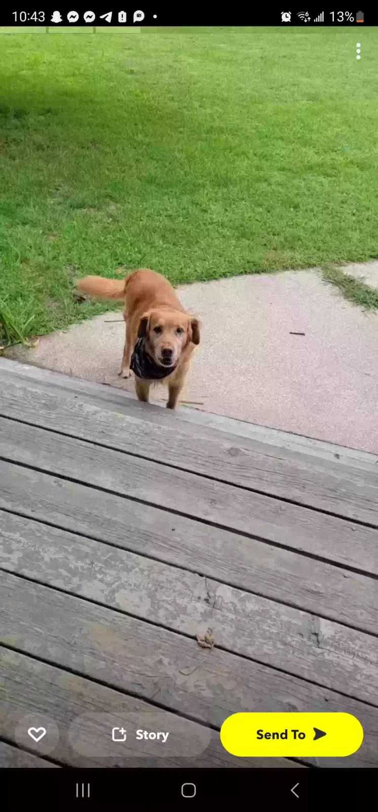 Lost dog in Rockford, MI, 49341