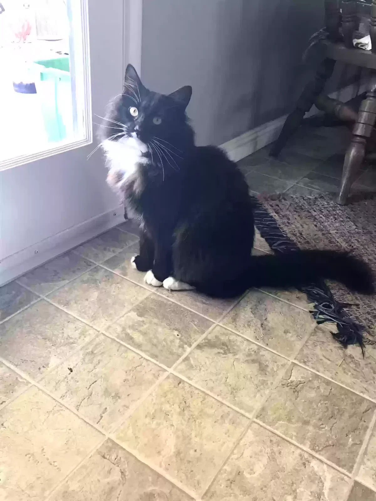 Lost cat in Martinez, CA, 94553