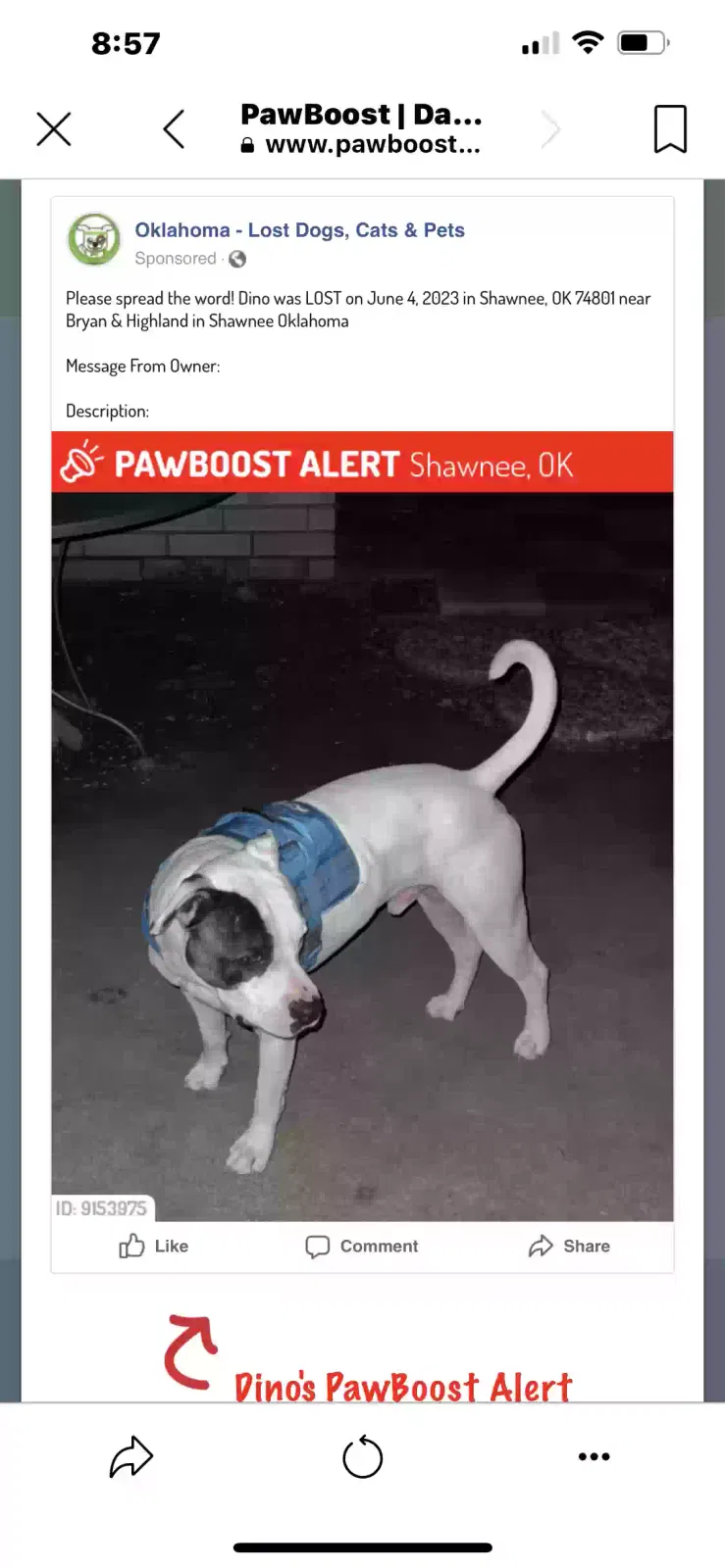 Lost dog in Shawnee, OK, 74801