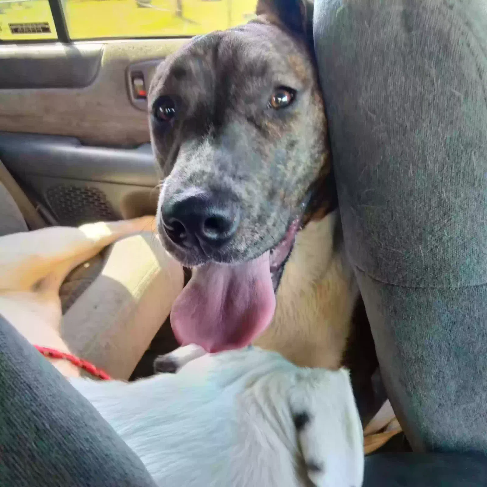 Lost dog in Spokane, WA, 99224