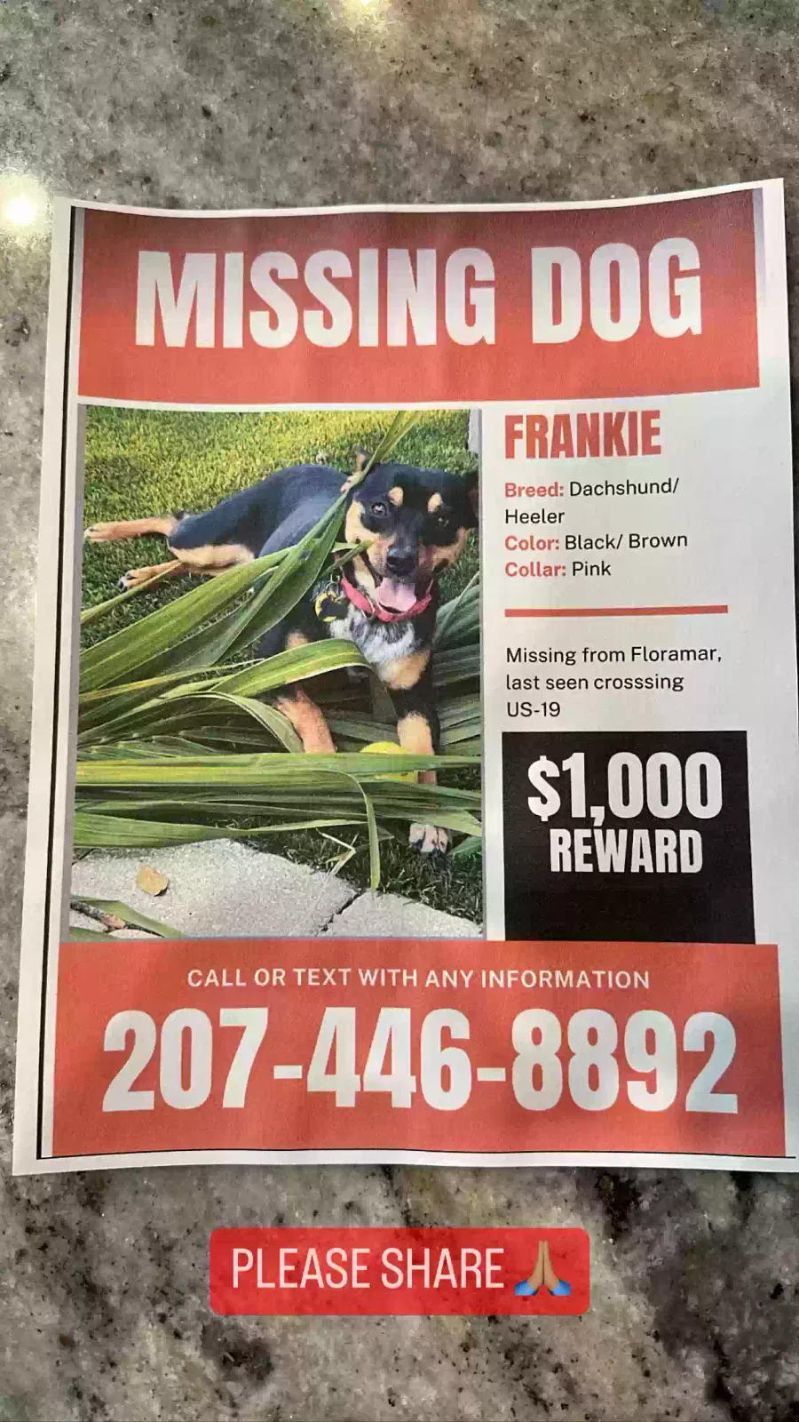 Lost dog in New Port Richey, FL, 34652