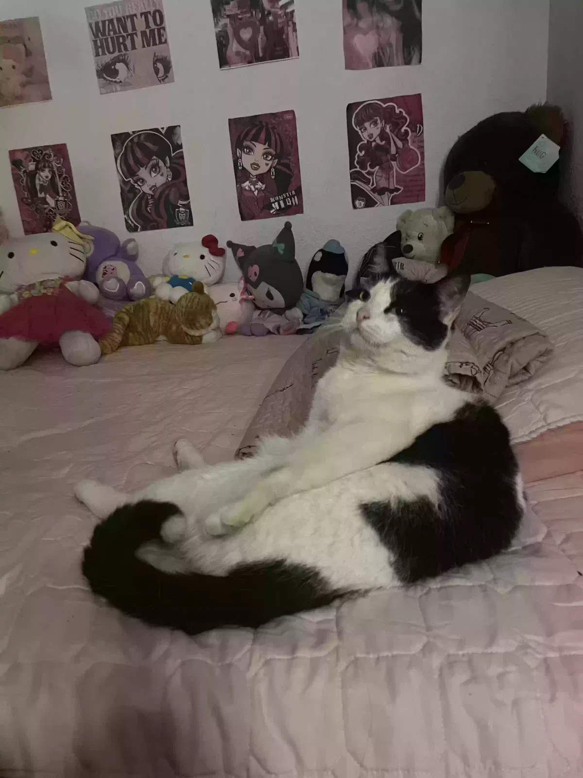Lost cat in Dallas, TX, 75217