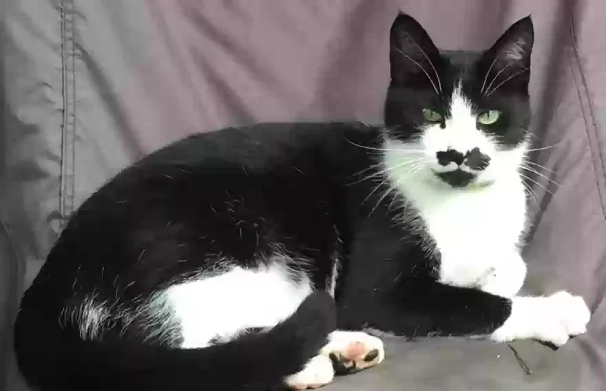 Lost cat in Atlanta, GA, 30305