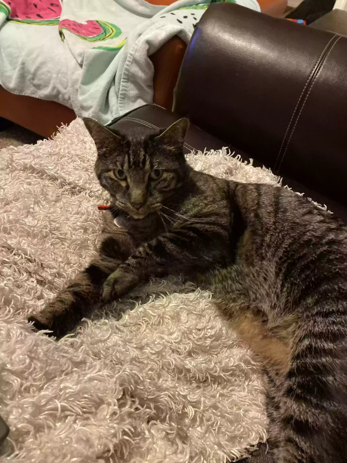 Lost cat in Fort Collins, CO, 80528