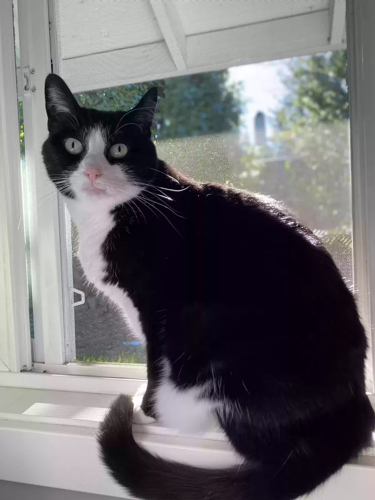Lost cat in Portland, OR, 97230