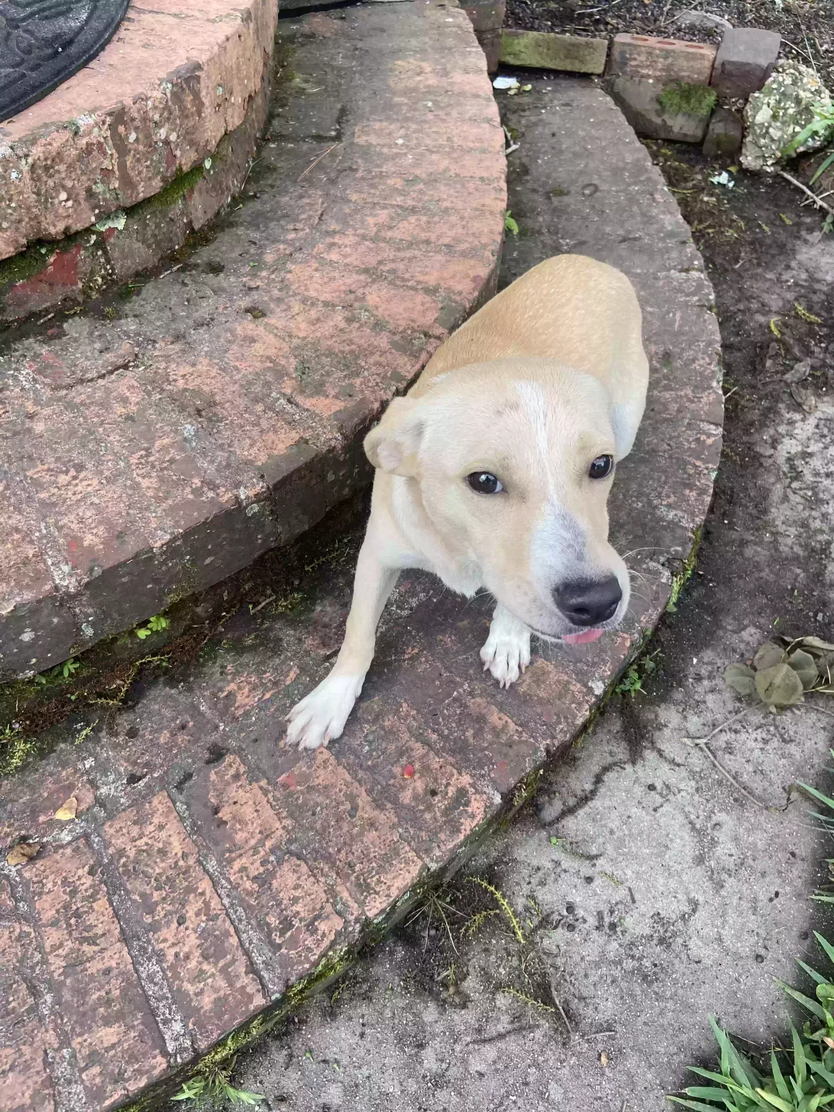 Found dog in Laurel, MS, 39440