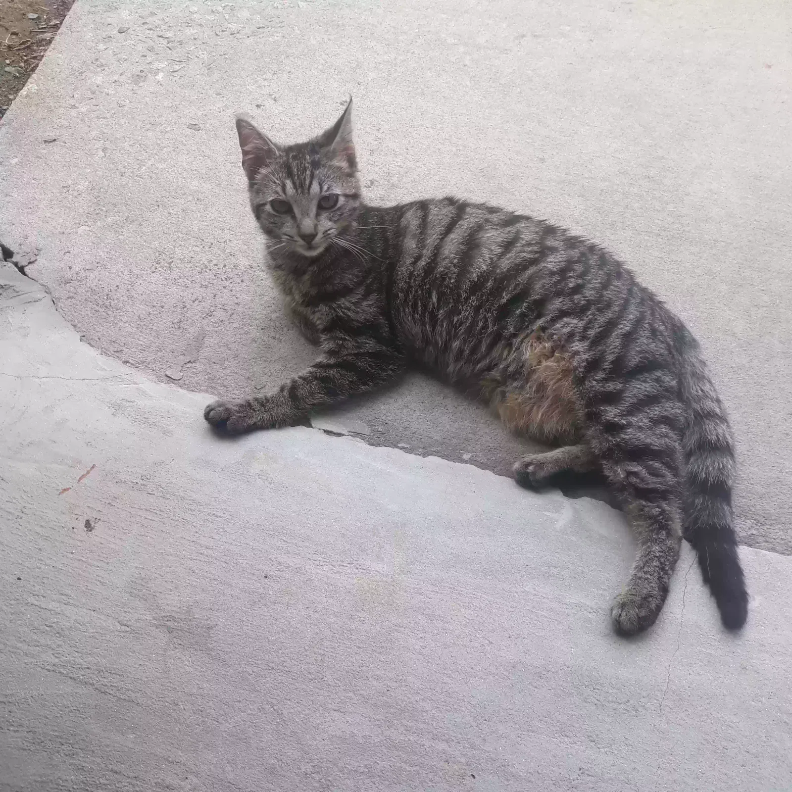 Found cat in Columbia, SC, 29212