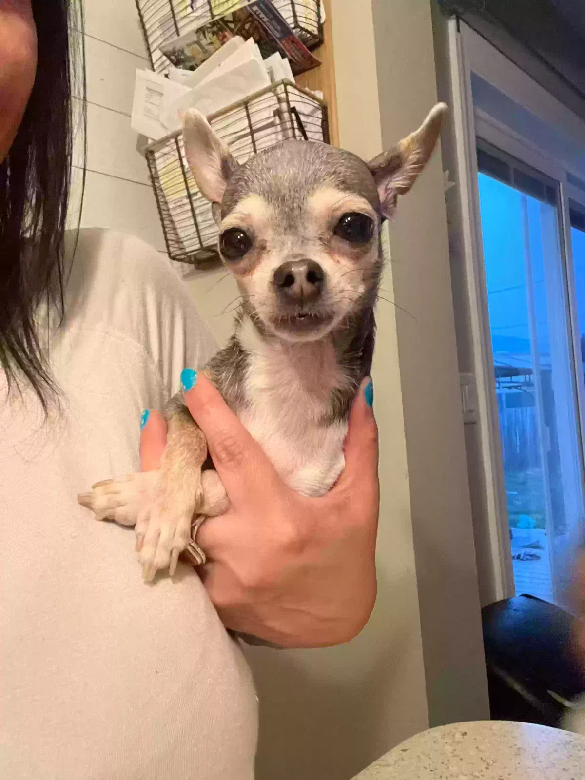 Lost dog in Plymouth, PA, 18651