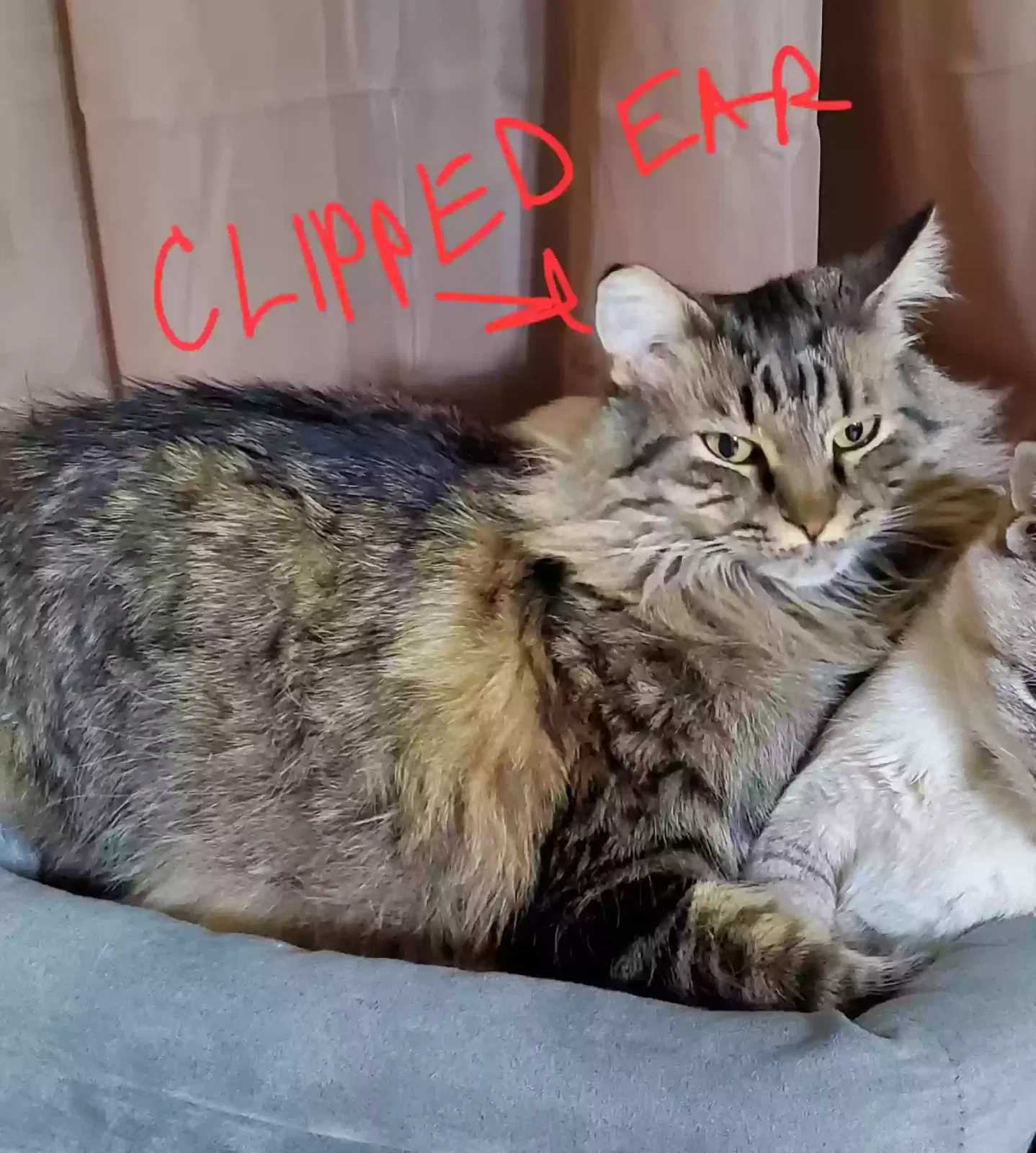 Lost cat in Palmdale, CA, 93551