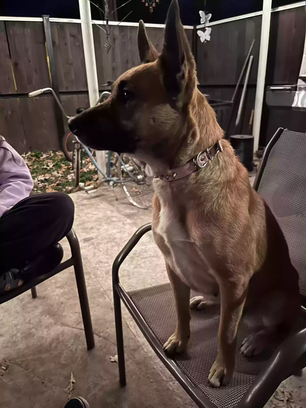 Lost dog in Cleburne, TX, 76033