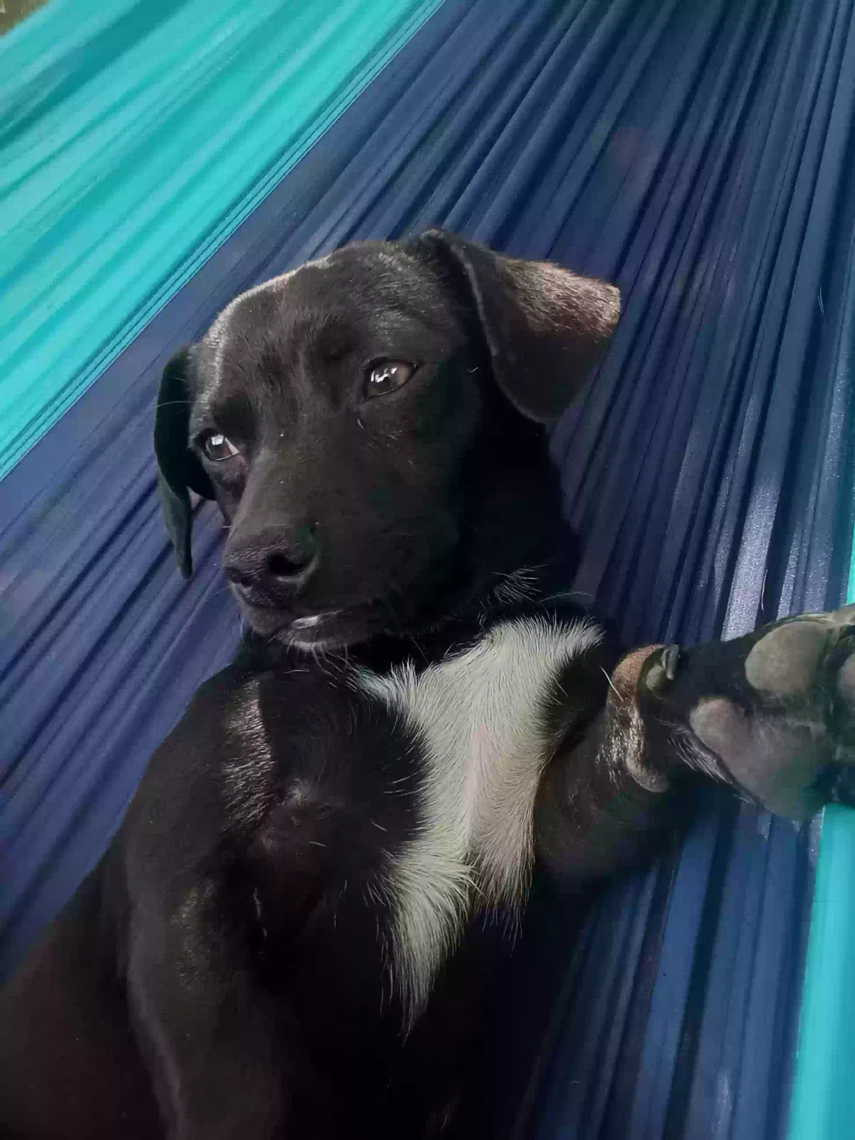 Lost dog in Tallahassee, FL, 32310