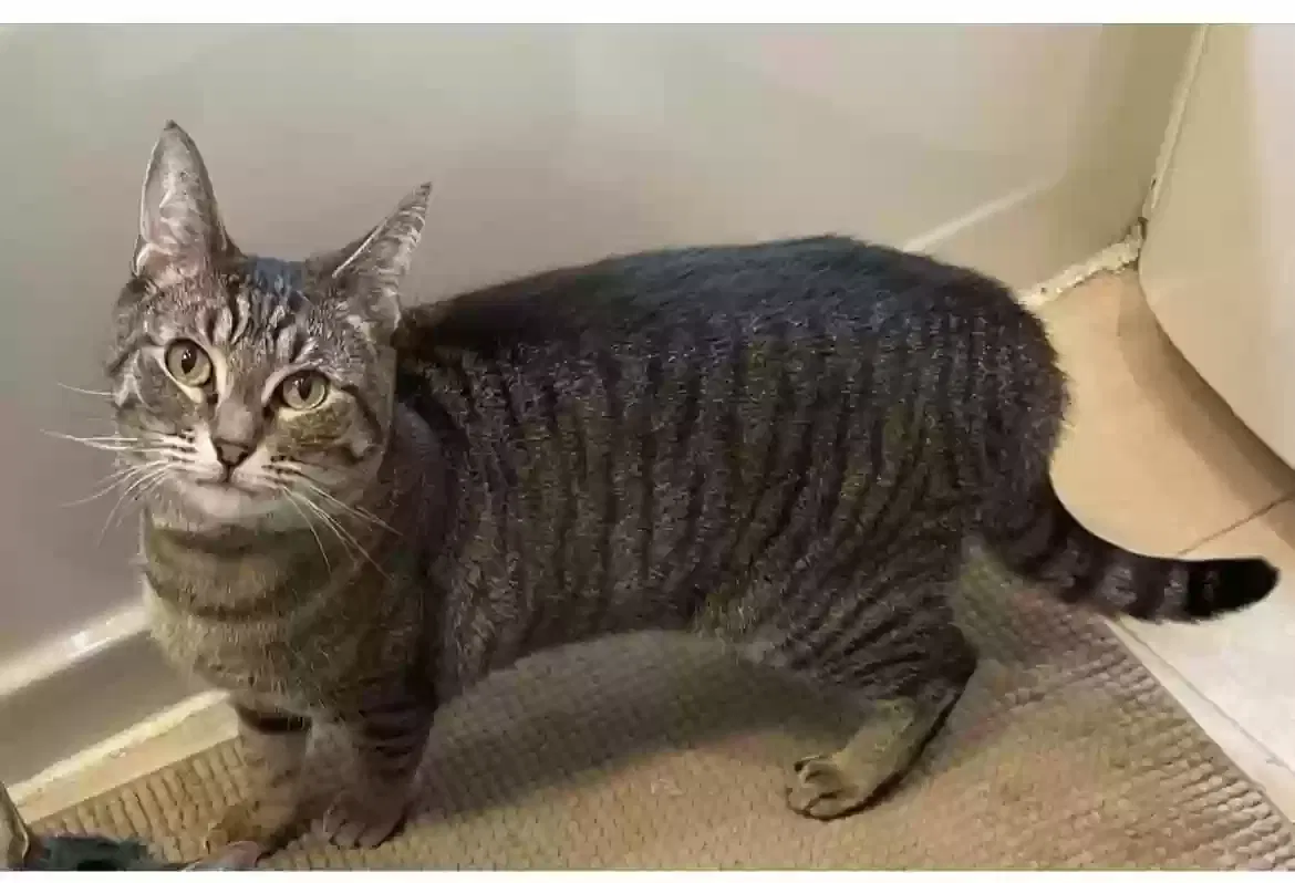 Lost cat in Bellerose, NY, 11426