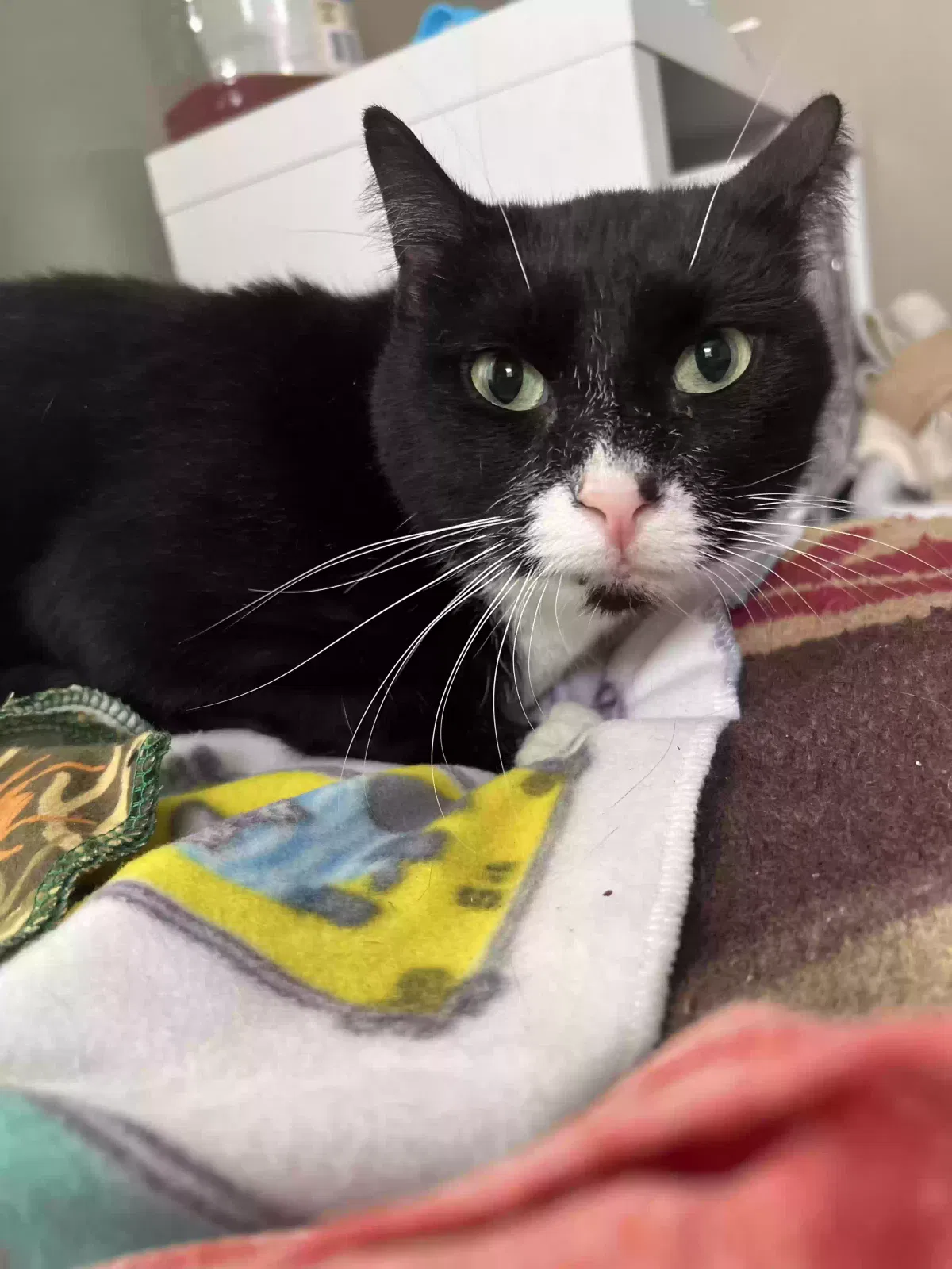 Lost cat in Cleveland, TX, 77327