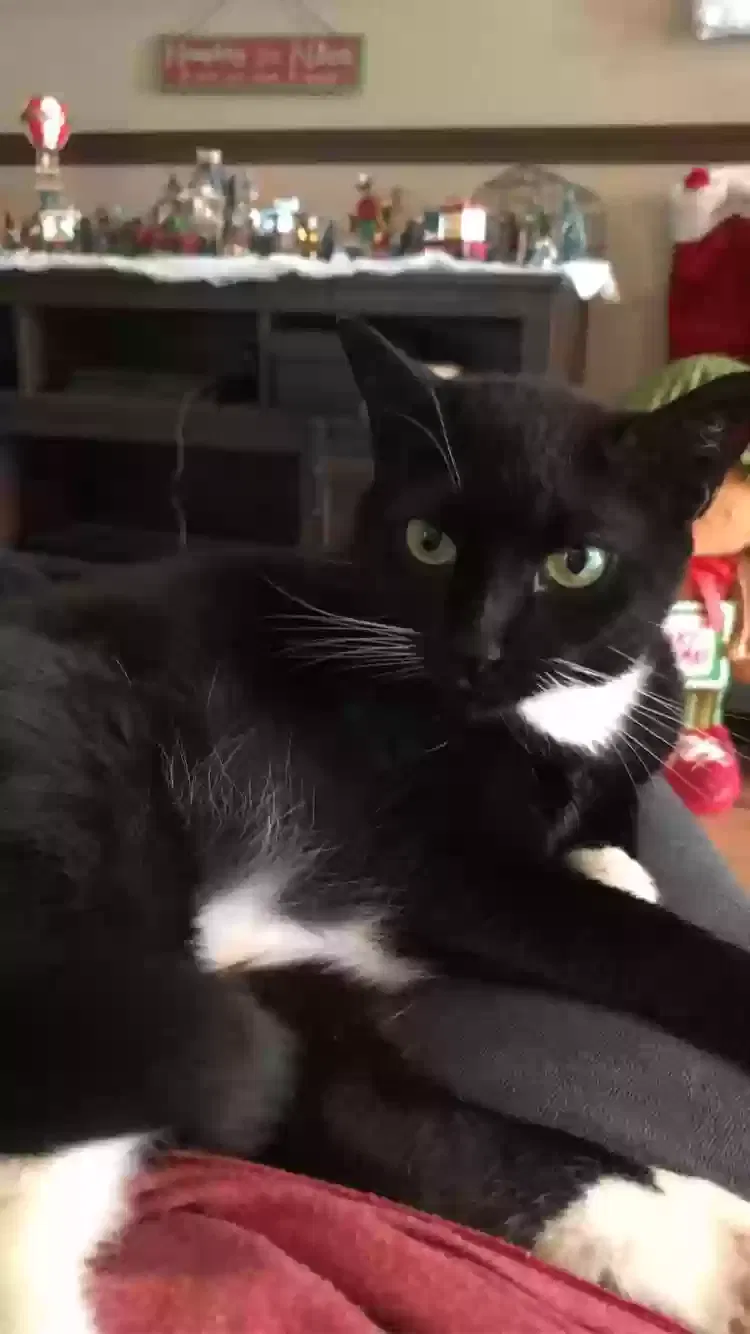 Lost cat in Little Elm, TX, 75068