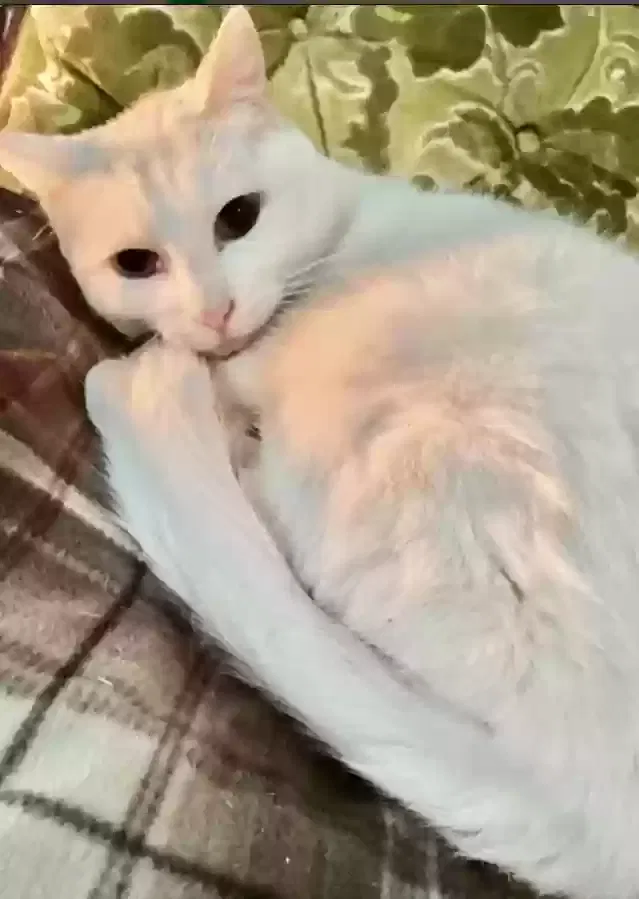 Lost cat in North Richland Hills, TX, 76180
