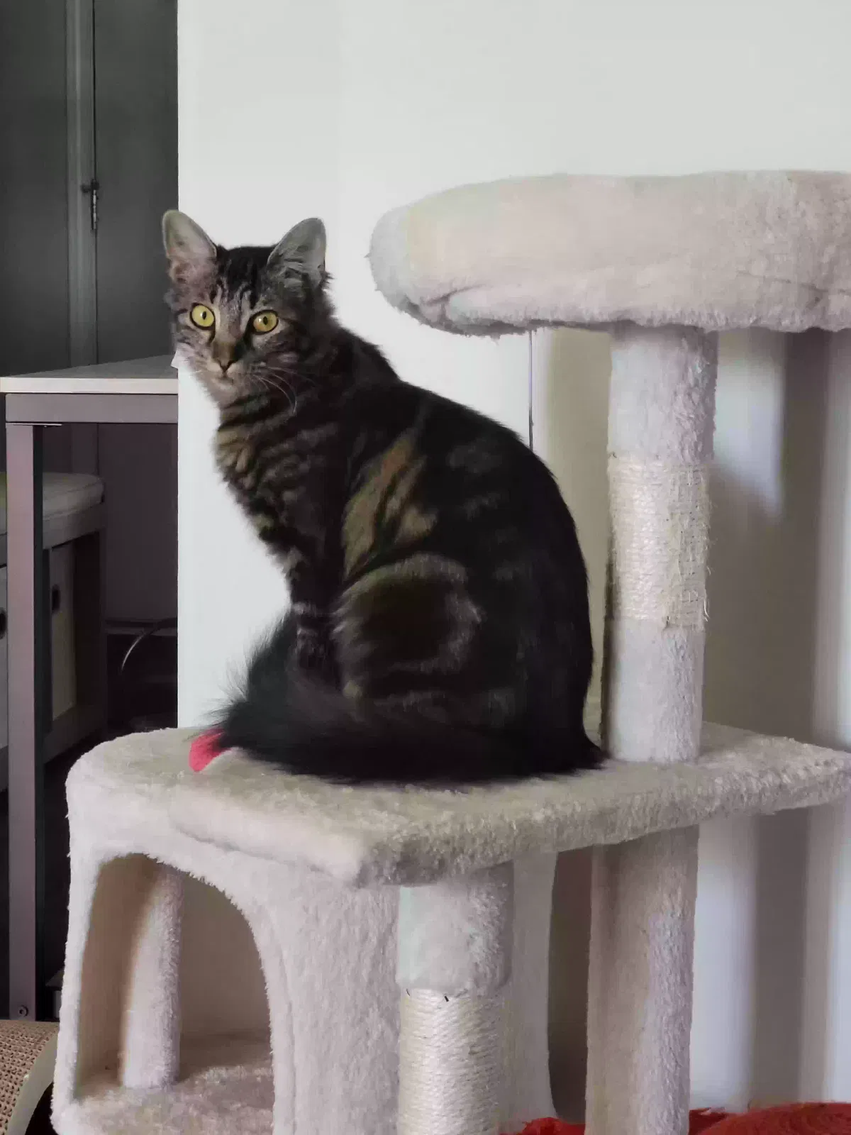 Lost cat in Kings Mountain, NC, 28086