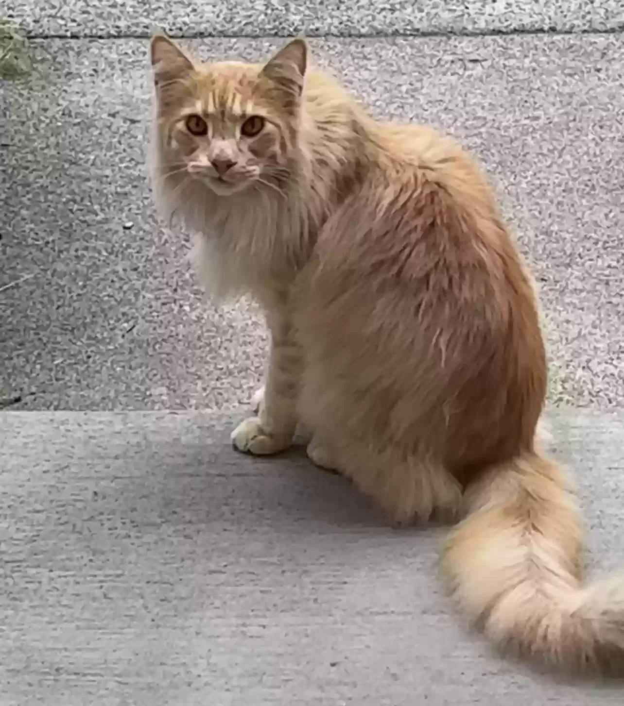 Lost cat in Puyallup, WA, 98375