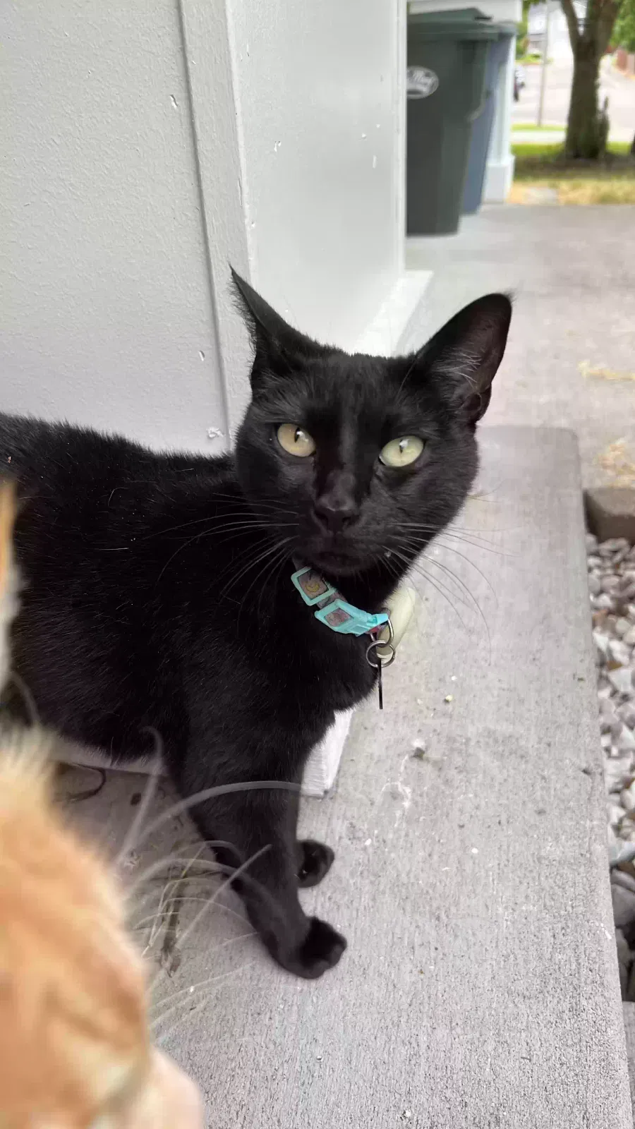 Lost cat in Puyallup, WA, 98375