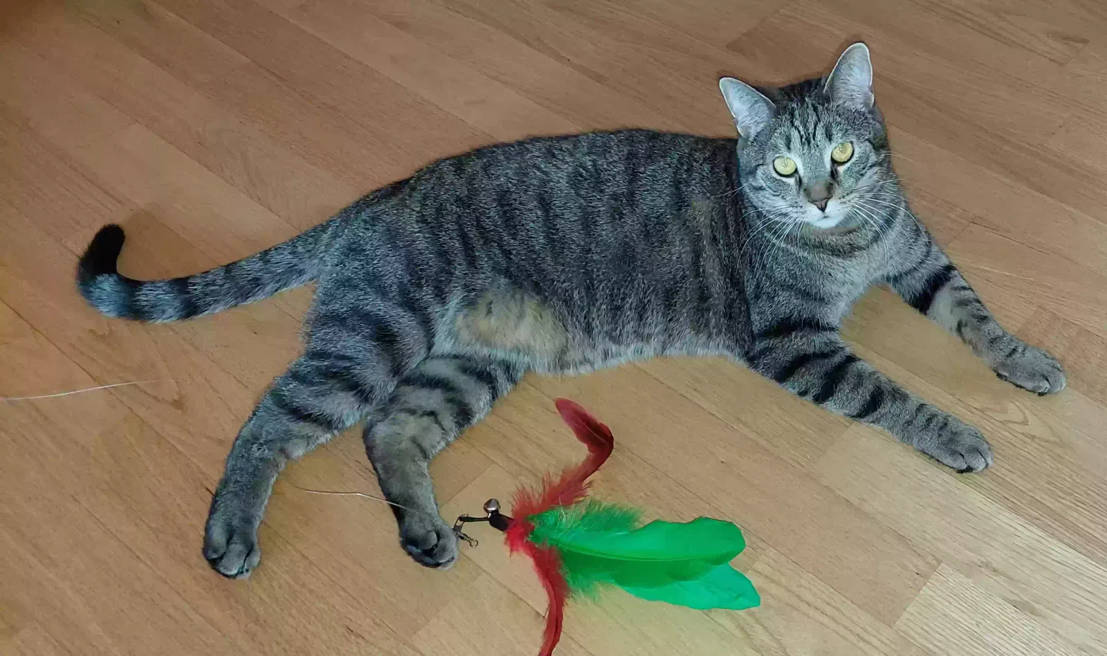 Lost cat in Aurora, CO, 80014