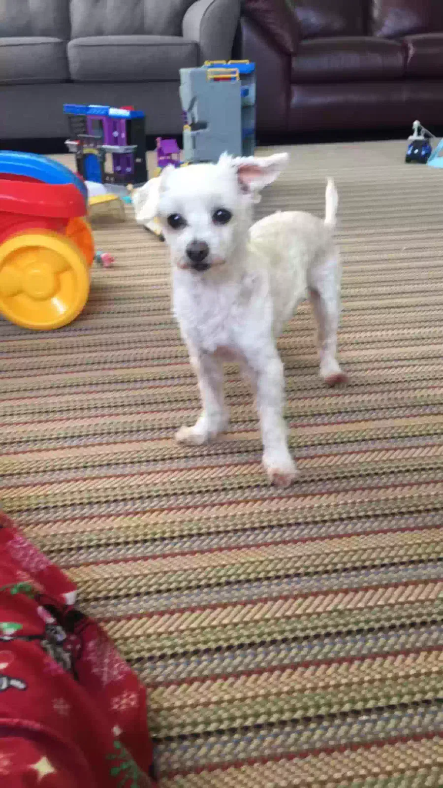 Lost dog in San Pablo, CA, 94806