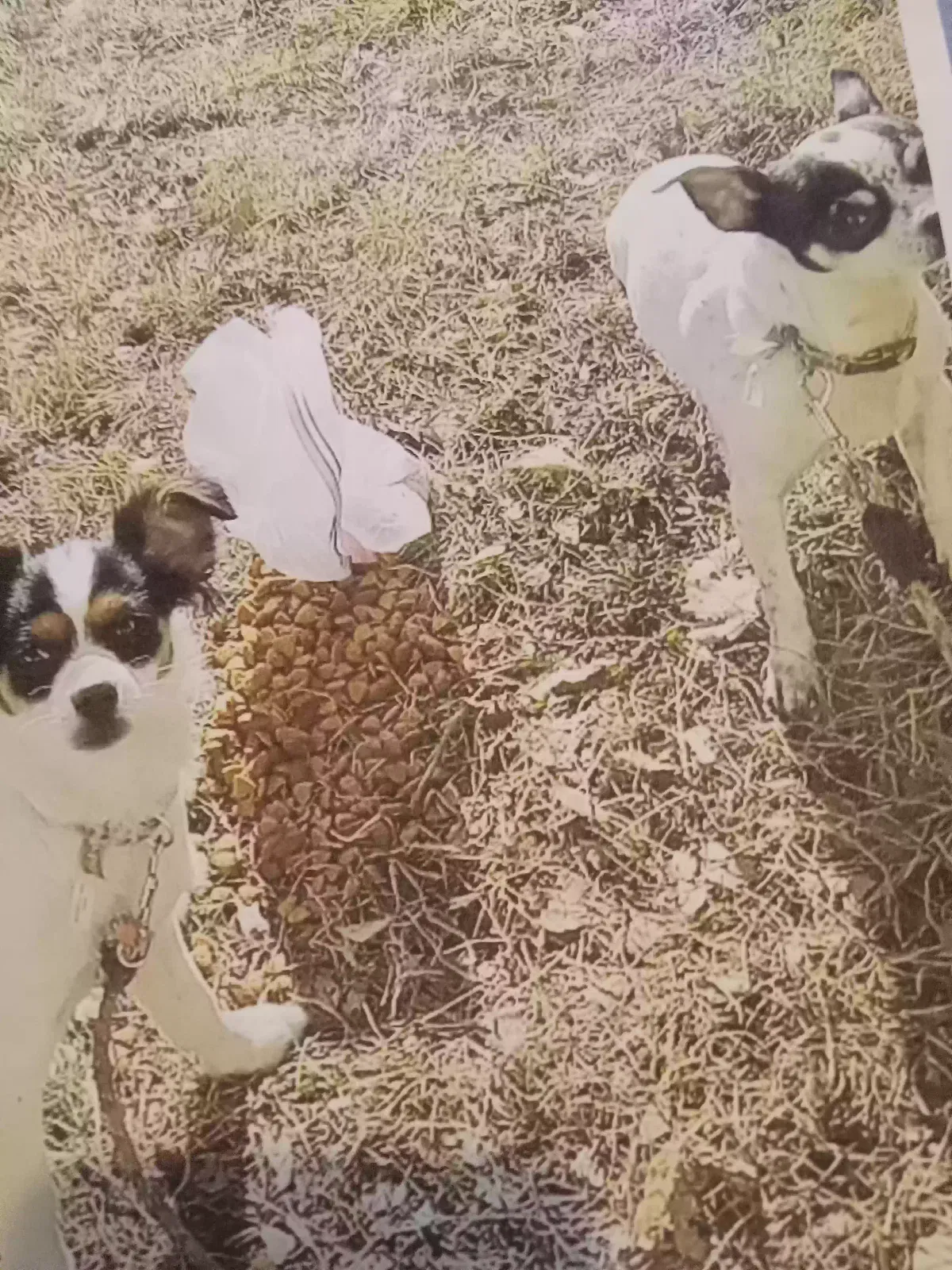 Lost dog in Magna, UT, 84044