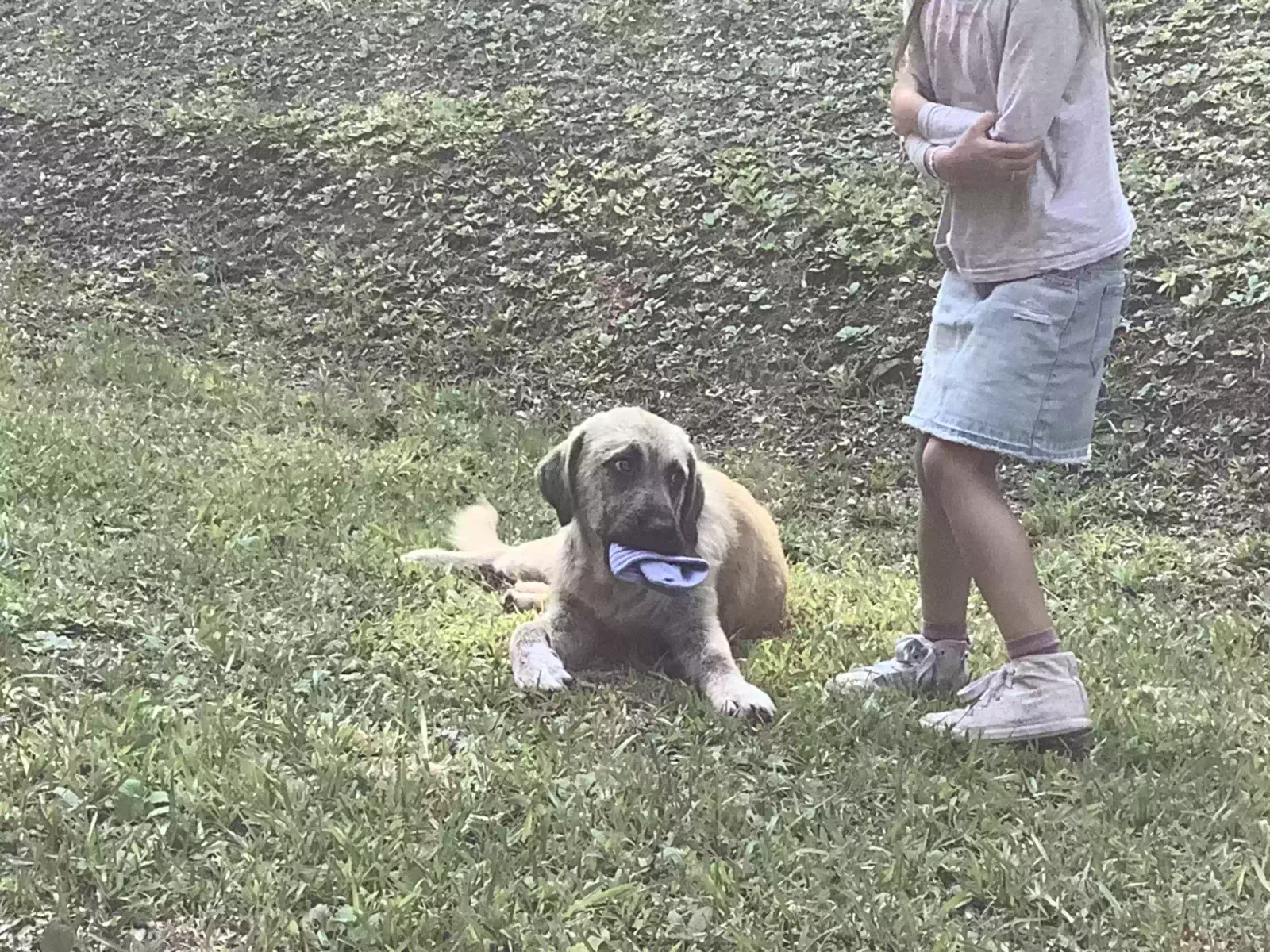 Found dog in Pinson, AL, 35126