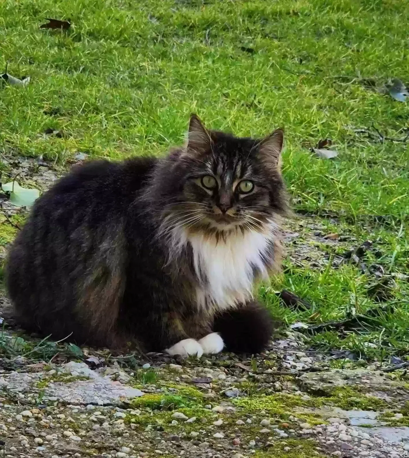 Lost cat in Bel Air, MD, 21014