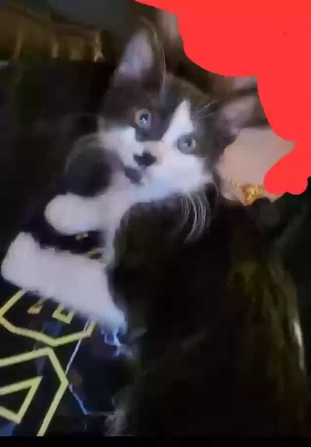 Lost cat in Spring Hill, FL, 34606