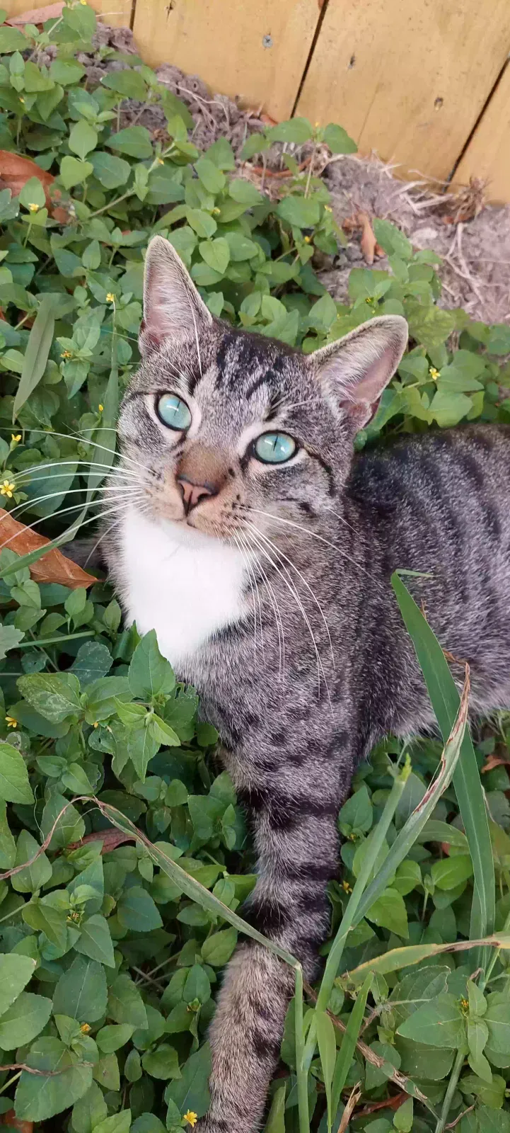Lost cat in Brownsville, TX, 78520
