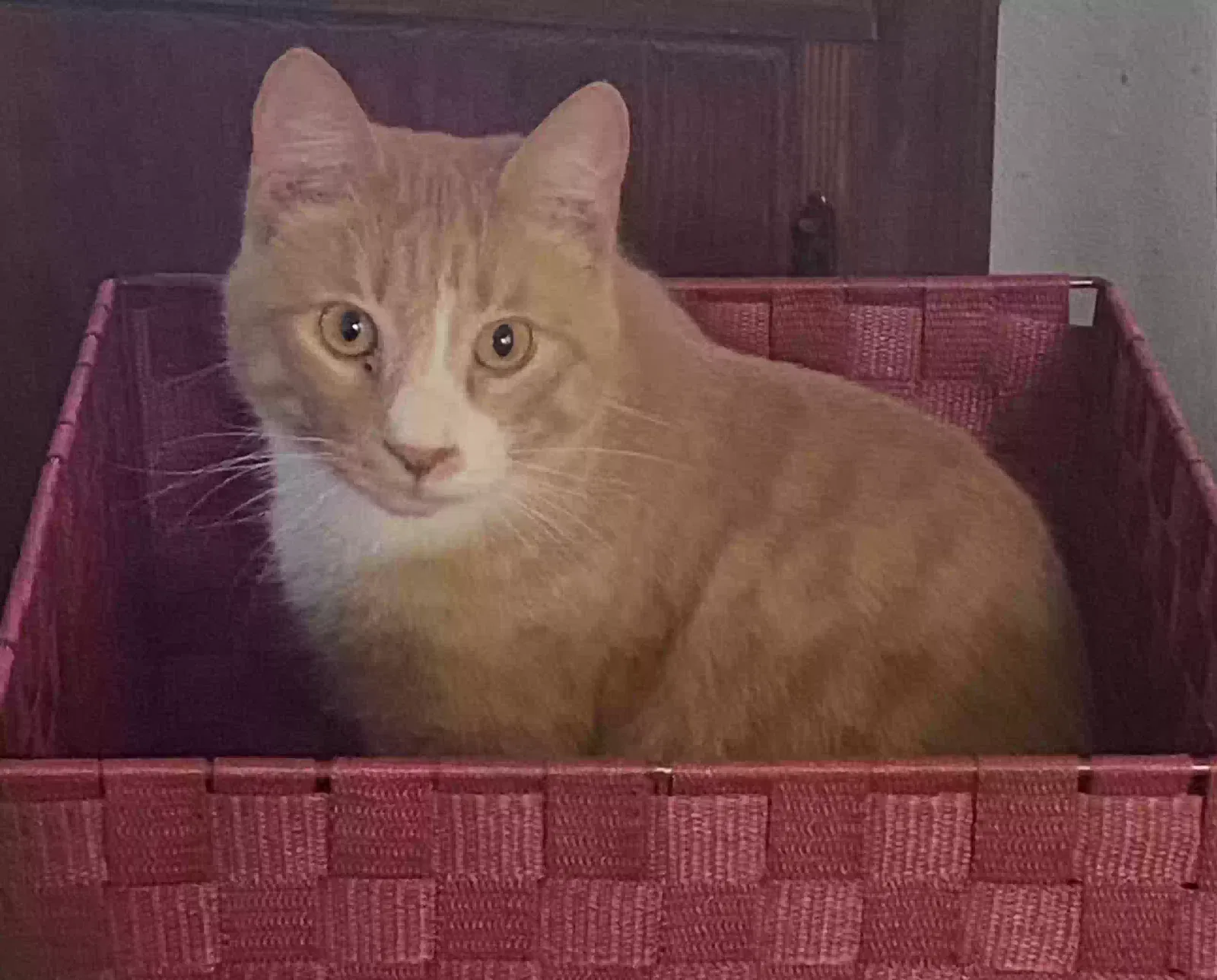 Lost cat in Edwardsville, IL, 62025