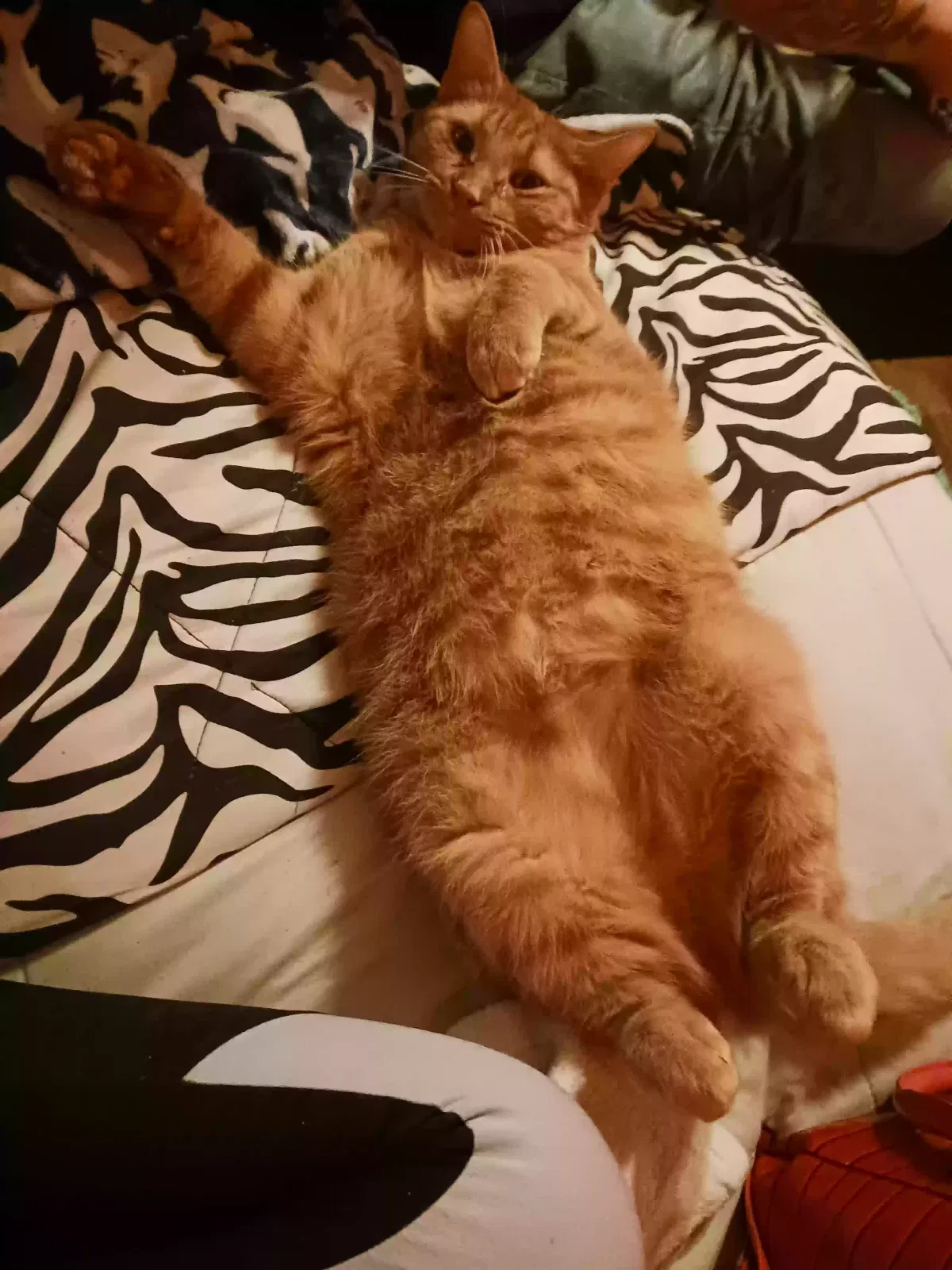 Lost cat in Clanton, AL, 35045