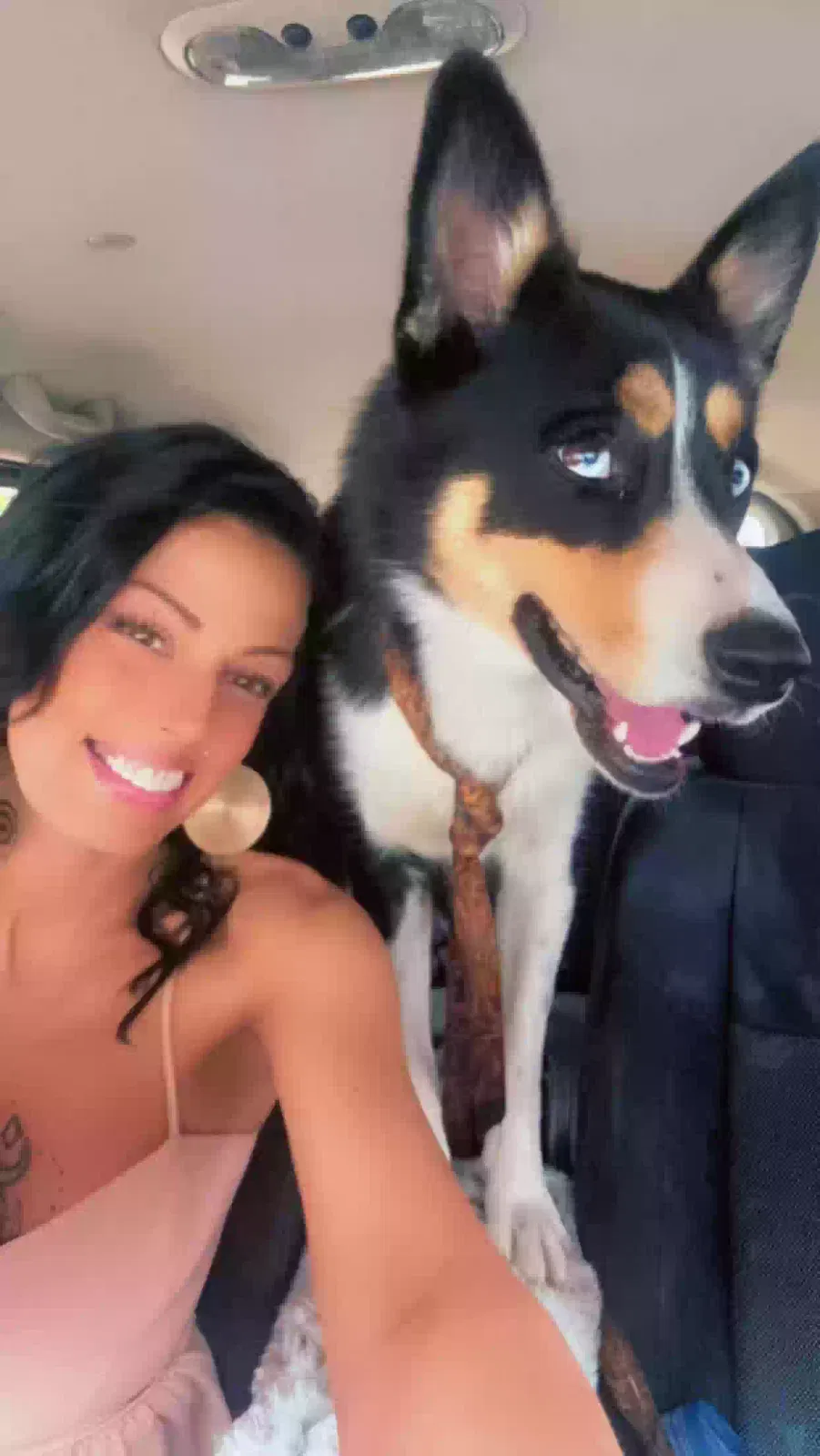 Lost dog in Saint Paul, MN, 55122