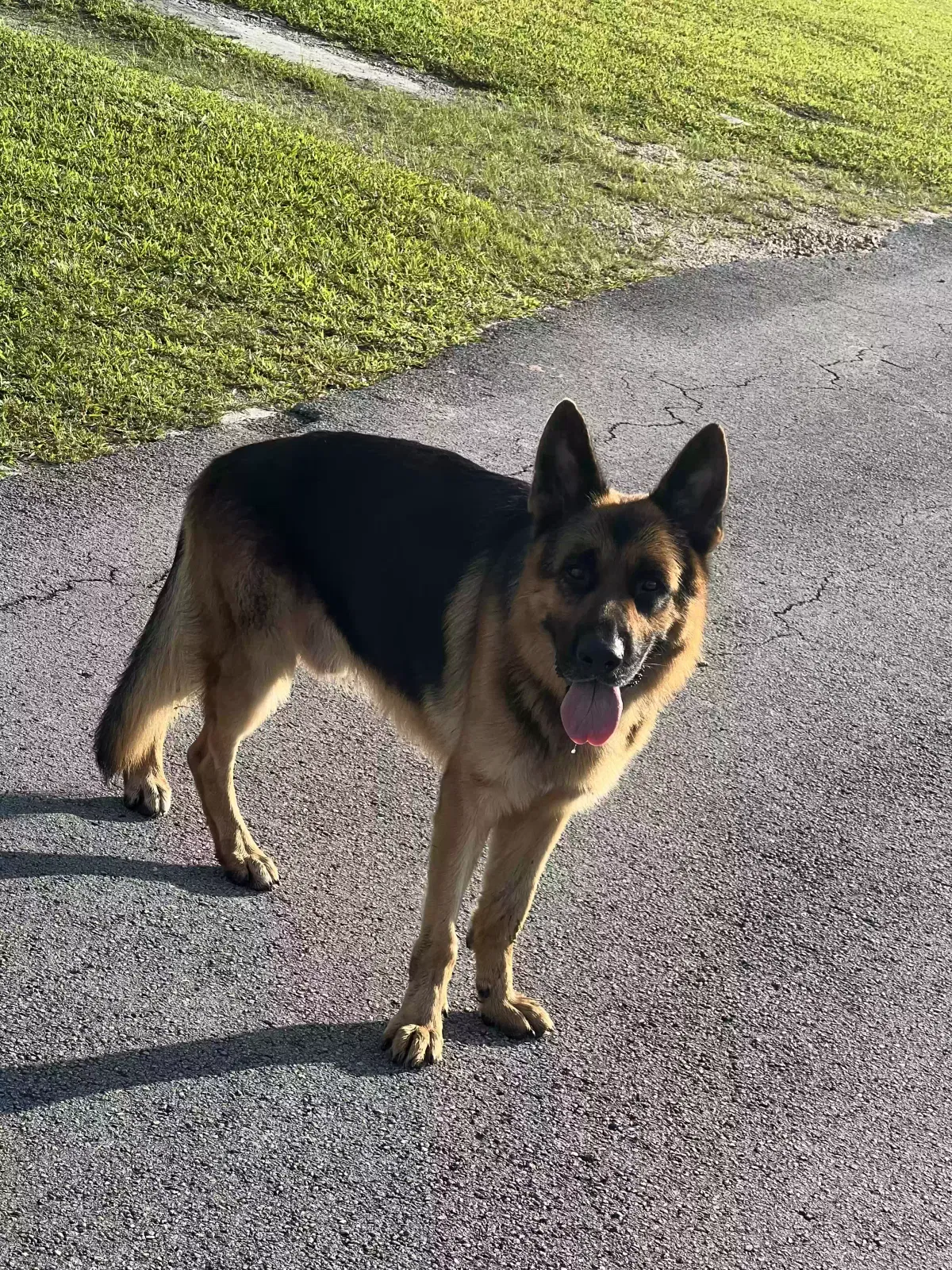 Found dog in Miami, FL, 33167