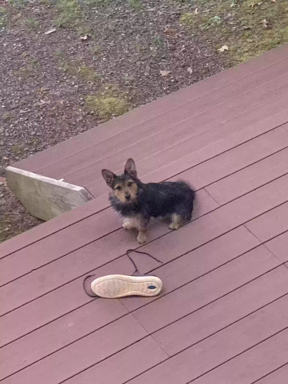 Found dog in Blairsville, GA, 30512