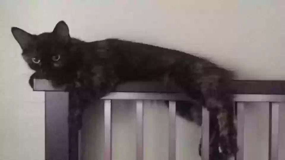 Lost cat in Lakeside, CA, 92040