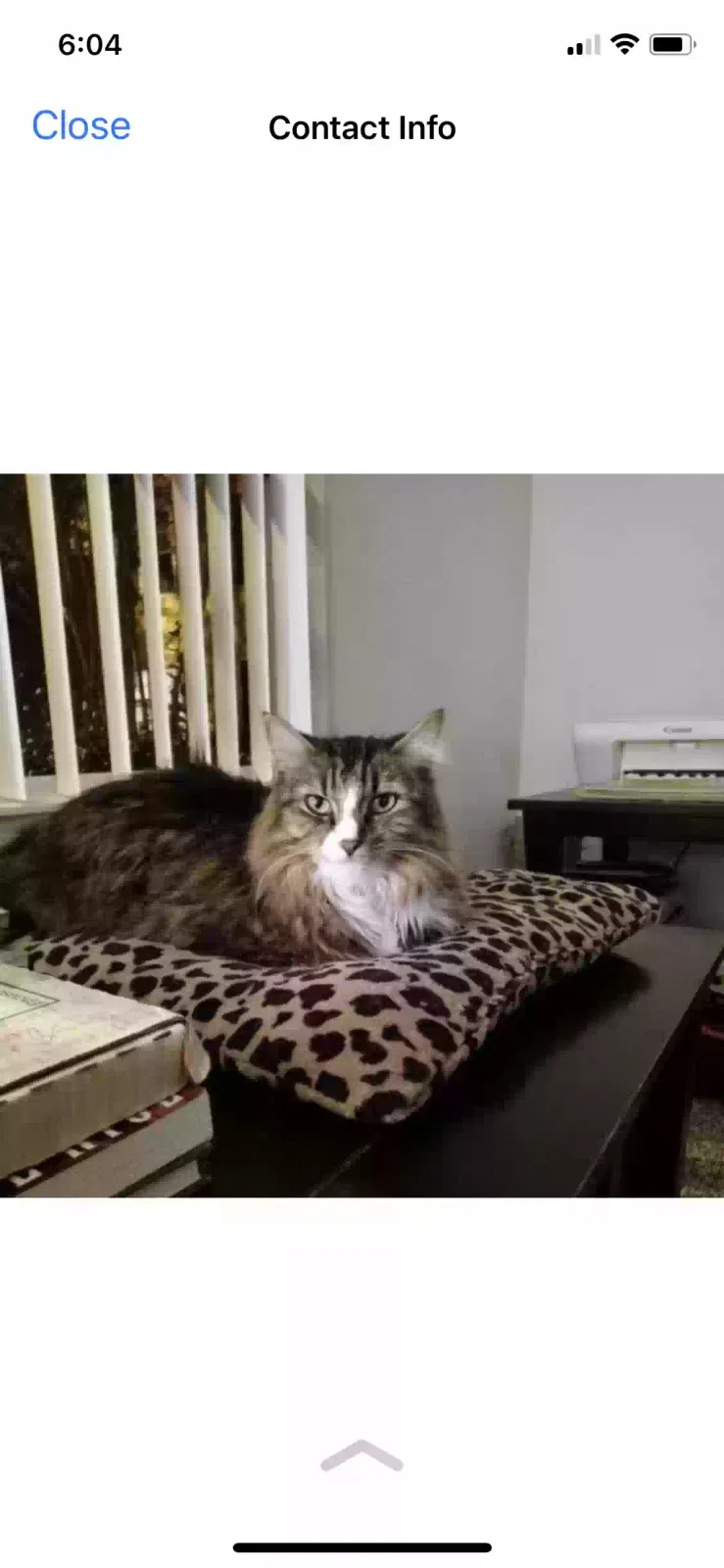Lost cat in Ocala, FL, 34471