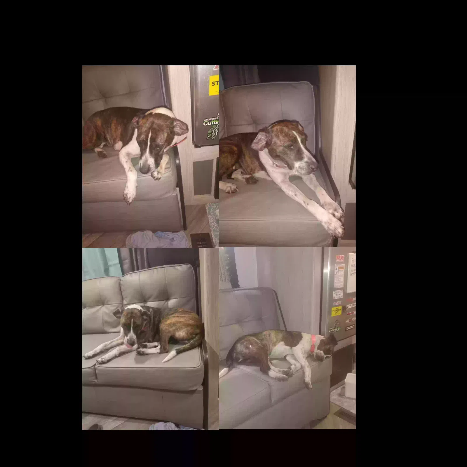 Lost dog in Moss Point, MS, 39562