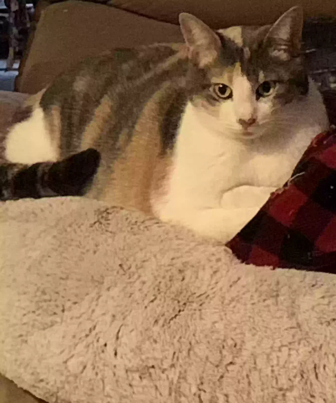 Lost cat in Vilonia, AR, 72173